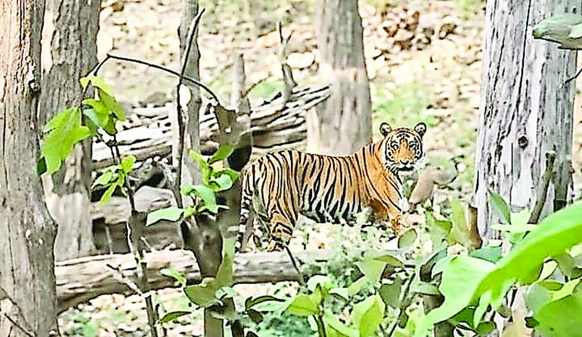 अचानकमार टाइगर रिजर्व में बाघ का दीदार, पर्यटक हुए रोमांचित